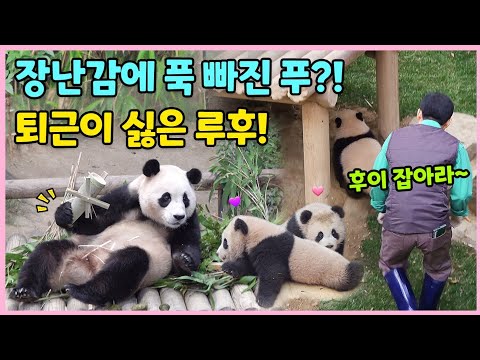 대나무 헬리콥터 장난감에 푹 빠진 푸바오🐼 더 놀고싶은 루이후이🩵 퇴근을 피해 줄행랑~ 우당탕탕! 퇴근길 풍경🤣