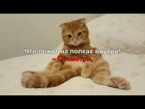 Мишель Лазарев. Караоке   "Выйду ночью с котом..."