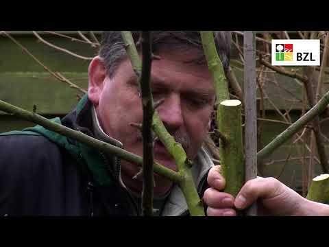 Pruning fruit trees - Part 3: Training pruning