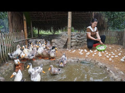 Full video TIMELAPSE: 90 Days building stone house for ducks / Building off-grid farm to the island