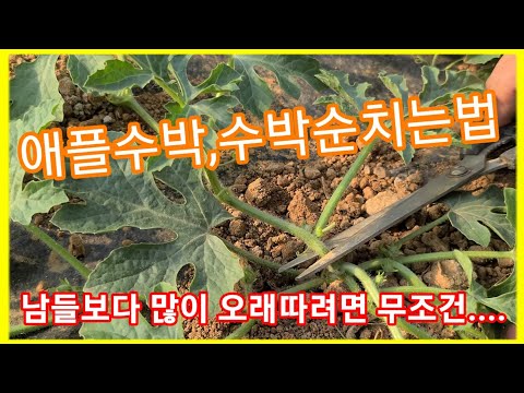 수박,애플수박 순치는방법 남들보다 많이 오래 따려면 무조건....수박 순치기 순지르기 수박 재배방법,수박 키우기 솔림농원 텃밭 수박 밑거름