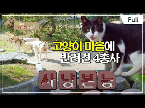 [Full] 세상에 나쁜 개는 없다 - 고양이 마을에 온 반려견 4총사