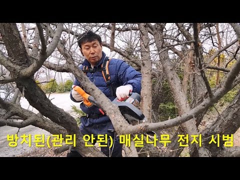 방치된 매실나무의 전지 시범