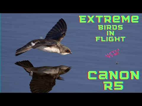 Canon R5 set up for Extreme Birds in Flight