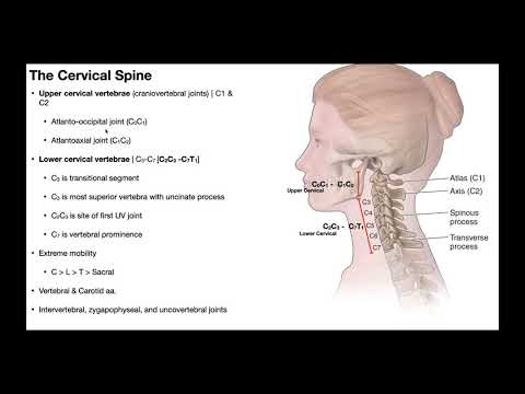 Cervical Lateral Flexion & Rotation BIOMECHANICS