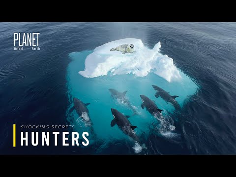 Who Really Rules the Frozen Seas? | Inside the Arctic’s Deadliest Predators
