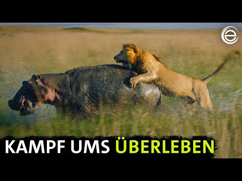 Löwenbrüder ‒ Wege zur Macht | Erlebnis Erde