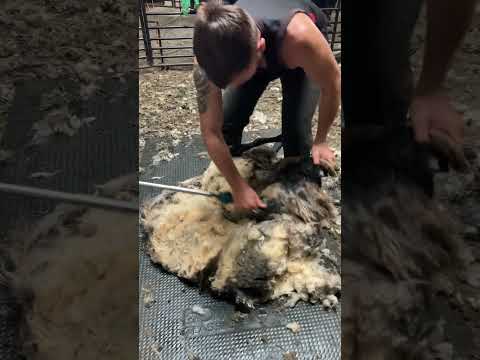 Shearing a lost sheep with 3 years wool!