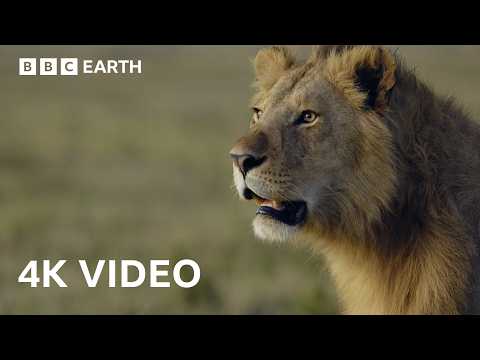 Epic Animal Battles: Nature's Most Brutal Showdowns in 4K | BBC Earth