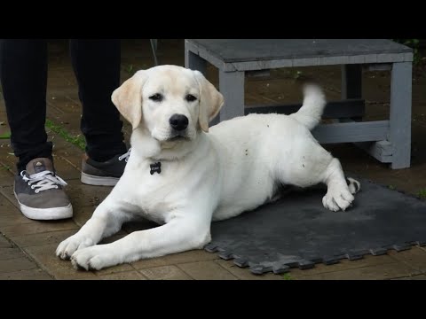 ДТ - 152. Кусачий щенок лабрадора