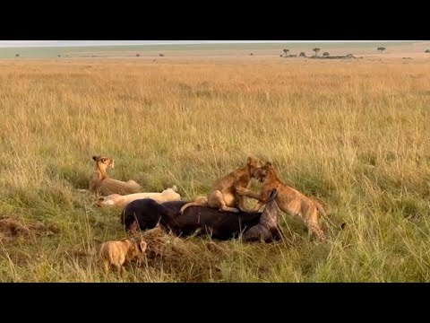 Lion cubs playing on a buffalo and a city male lion doing his patrols