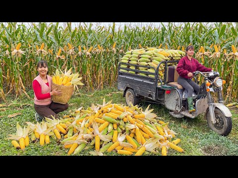 Rewind Timelapse: Harvesting Sticky Corn by 3-Wheeled Truck | Phương Farn TV