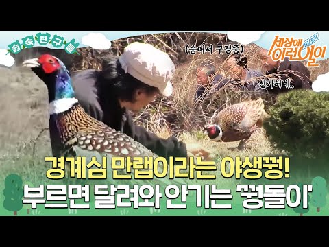 [#습속친구들] 경계심 만렙이라는 야생꿩이 부르면 달려와 안긴다!? 놀라운 아저씨와 꿩돌이의 우정💛 #순간포착세상에이런일이 #WhatonEarth #SBSstory