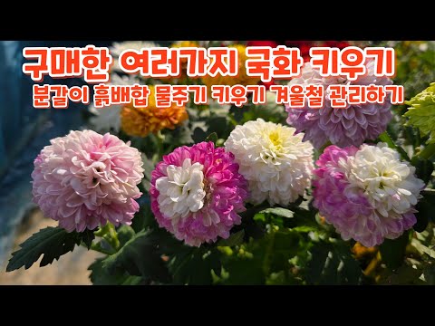 구매한 여러가지 #국화 #분갈이 #키우기 #관리하기 총정리