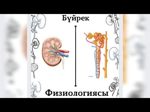 Несеп түзілу механизмдері. Зәр түзу физиологиясы