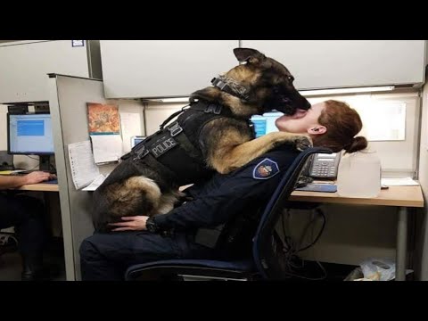 When a Police Dog Becomes a Comedian 😂 Funny Dog Videos 2025