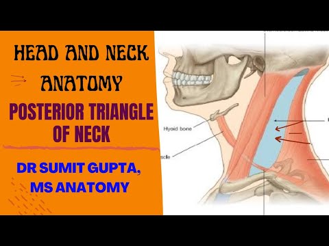 POSTERIOR TRIANGLE OF NECK || Part-1 || boundaries