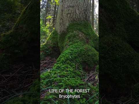 How big can bryophytes get? #bryophytes #nature