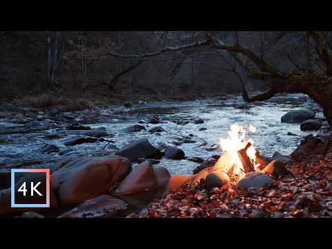 4 h - Campfire by the River at Night🔥 | Forest Life Sounds | Owls | Nature Sounds | ASMR Nature | 4K