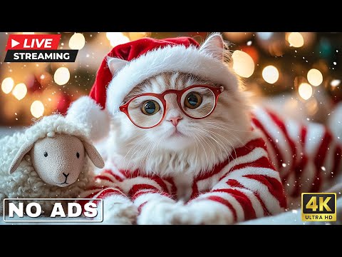 Top Christmas Music to Calm Cat Anxiety 🎅 Music for Cat to Sleep Immediately🐾