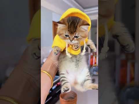 Caught My Cat Stealing Snacks! 😹🍕#SneakyCat #CatThief #FunnyAnimals