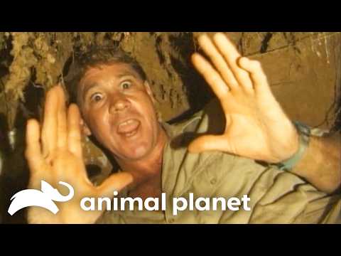Steve Irwin Goes Underground! | The Crocodile Hunter | Animal Planet