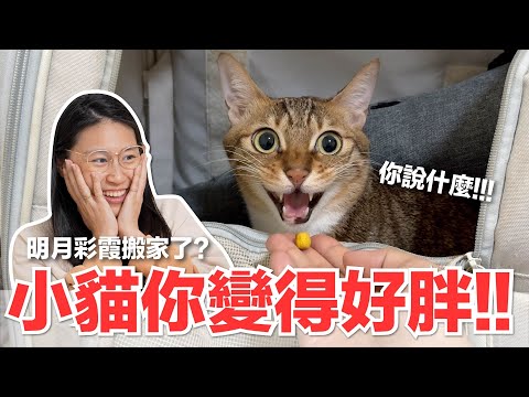 【好味小姐】小貓你變得好胖！！明月彩霞搬家了？｜好味貓日常240