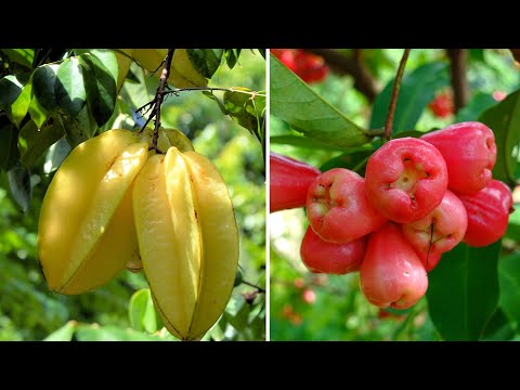 15 Deadliest Fruits You Didn’t Know Could Kill You