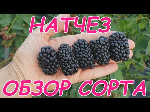 Натчез - ягода великан))) Обзор сорта
