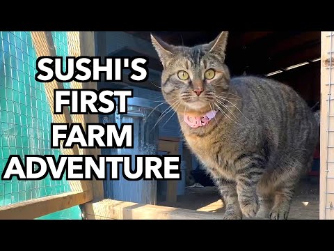 Sushi Barn Cat Explores the Farm for the First Time