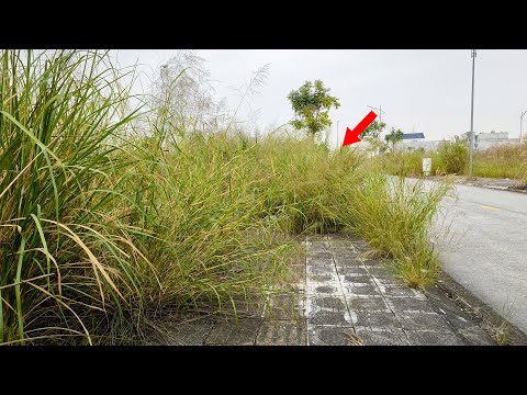 500 Meters Of Abandoned Sidewalk were Cleared Shocking the Whole Neighborhood, Reviving Satisfying