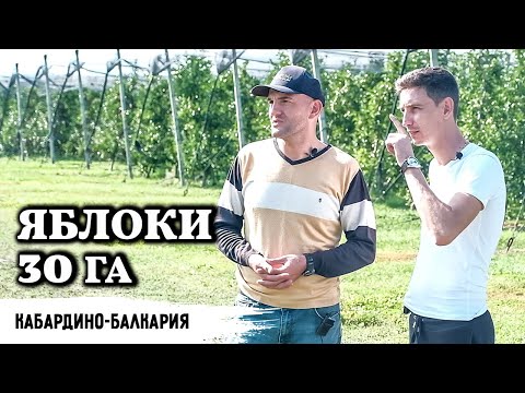 Яблочный бизнес - самый топовый // Уникальное интервью с владельцем интенсивного сада яблок