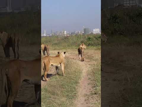 Lions walking in the city