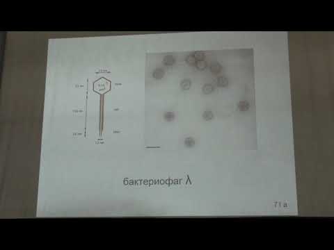 Карпова О. В. - Вирусология - 3. Классификация вирусов. РНК-содержащие вирусы