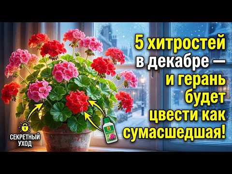 Герань будет цвести как сумасшедшая, 5 декабрьских хитростей