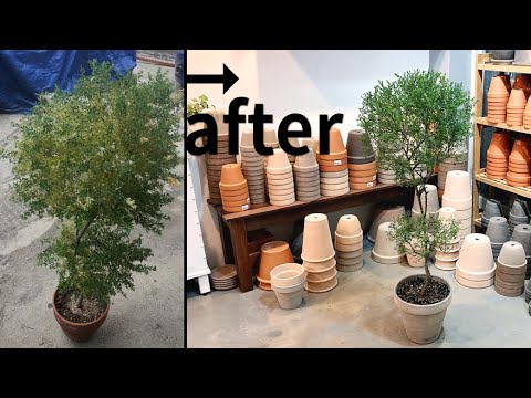 5년 키운 애니시다 벌레 해충_ 누런잎 떨어진 이유와 치료 방법