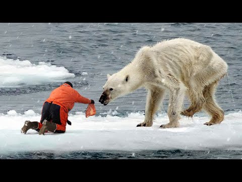 Ces animaux ont demandé de l'aide et de la gentillesse aux gens !