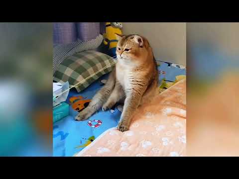 Funniest Cats and Dogs video Compilation 2026 πΌπΆ Try Not To Laugh π