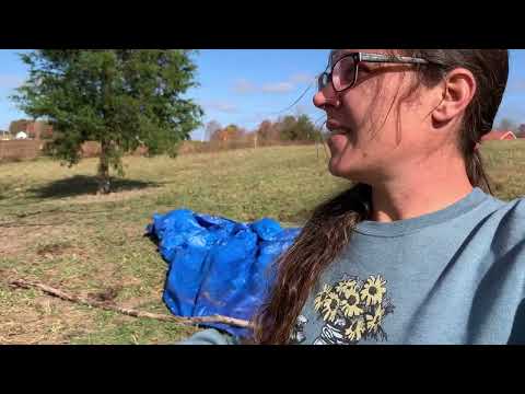 How to Use Wild American Persimmons