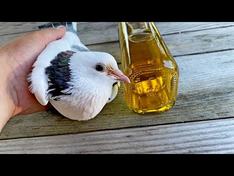 Забудете про Болезни своих Голубей! Простое средство! Смотри слушай до конца!