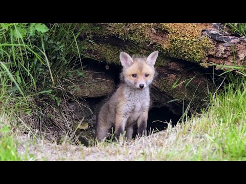 Nurseries in the Wild