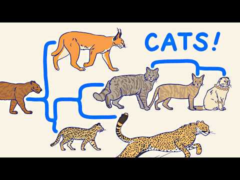 ALL THE CATS, EXPLAINED