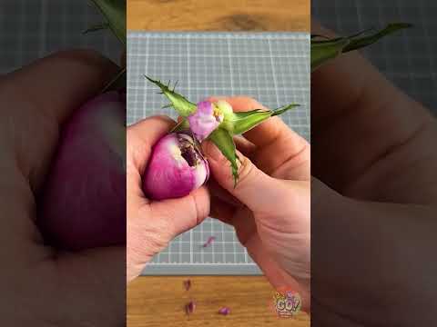 クラシックなバラから夢のようなシャクヤクへ — 自然の劇的な変身！🌿💫