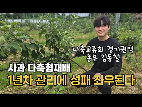 The key to success lies in the management of apple trees in their first year of multi-axis cultiv...