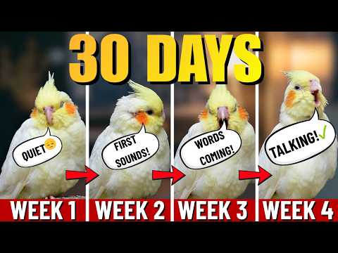 How I Taught My Cockatiel to Talk in 30 Days