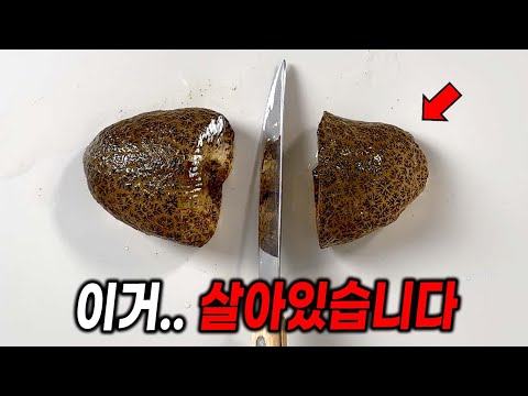 (충격주의) 이거 동물입니다 ㄷㄷ 큰빗이끼벌레를 반으로 잘라보면..?