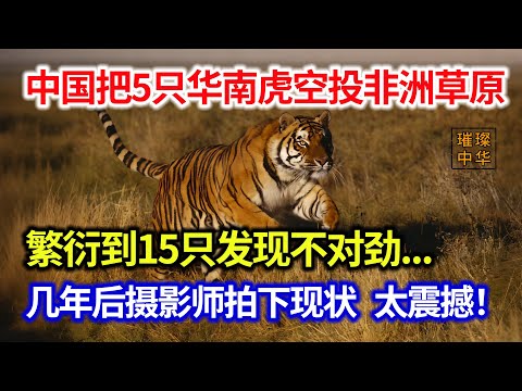 中国把5只华南虎空投非洲草原，繁衍到15只发现不对劲... 几年后摄影师拍下现状 太震撼！#璀璨中华 #奇闻异事 #珍稀物种 #老虎 #非洲