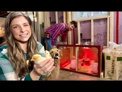 April Snow Means Raising Chickens in our Basement! Basement Renovation Ep: 9