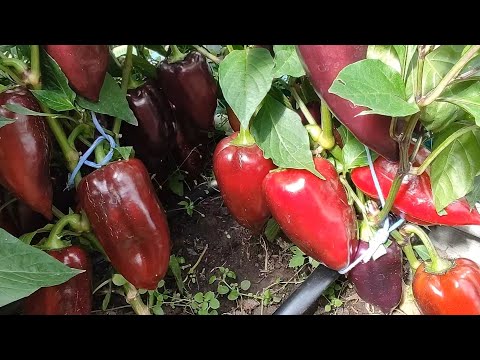 Обзор сортов перца часть 2