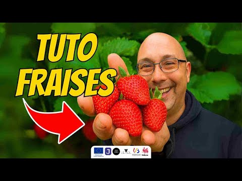 TUTO FRAISES - Comment planter des fraises FACILEMENT chez soi !